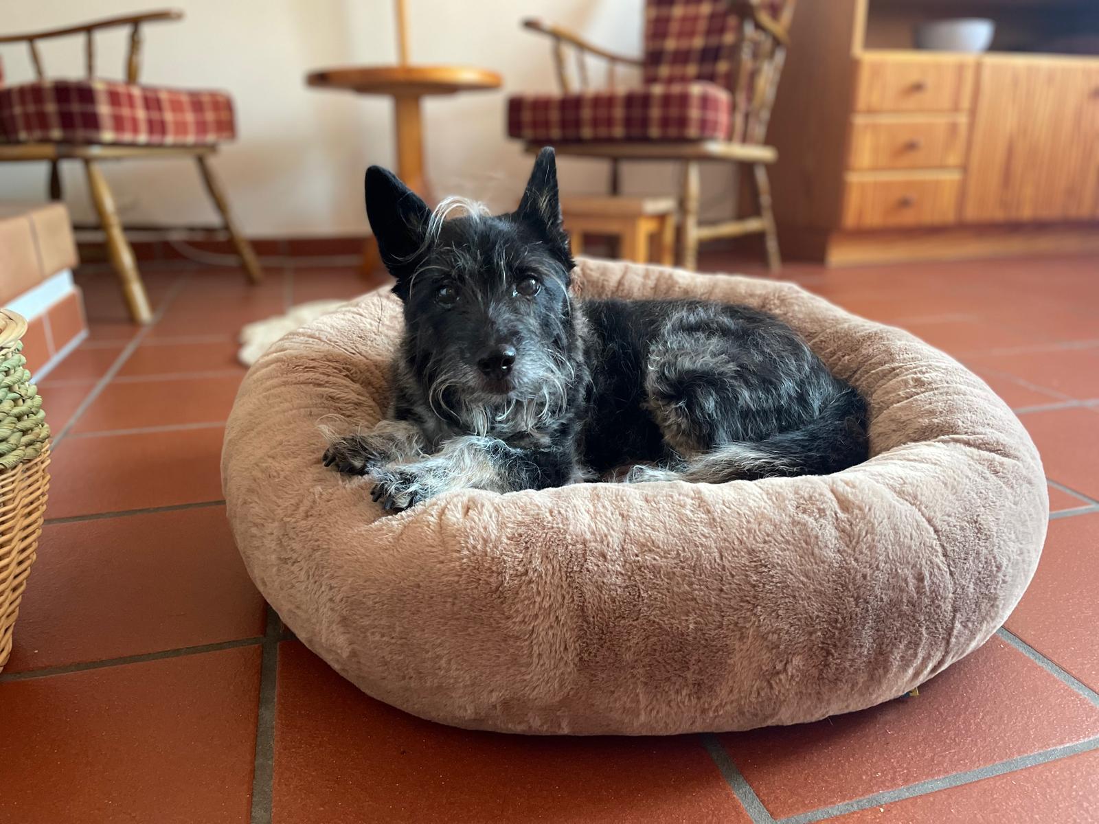 A small dog resting calmly in a soft bed in a quiet room